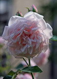 Rosa Souvenir de la Mal Maison