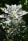 Senecio centeraria or Silver Dust