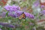 Monarch on a Butterfly Bush Blossom