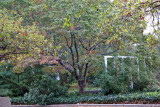 Garden View - Dogwood Tree