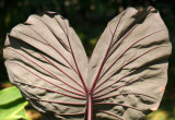 Elephant Ears Plant