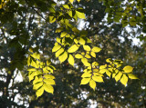 Elm Tree Foliage