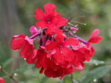 Red Phlox