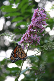 Monarch Butterfly on a Butterfly Bush Blossom