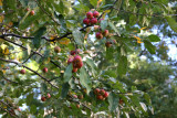 Crab Apple Tree