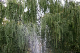 Fountain Spray & Weeping Willow Tree