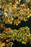 Dogwood Foliage