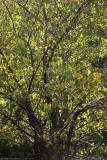 Apple Tree Foliage