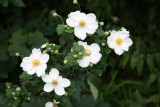 Japanese Anenome