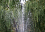 Fountain Spray & Weeping Willow Tree