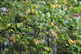 Mulberry Foliage