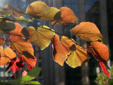 Cercis Tree Foliage