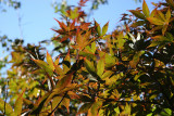 Dwarf Red Leafed Maple Foliage