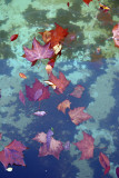 Foliage in a Pool of Water