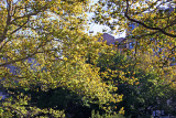 Sycamore Tree Foliage