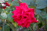 Mr. Lincoln Red Rose