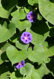 Morning Glories