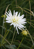 White Dahlias & Summer Grass