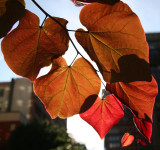 Cercis Tree Foliage