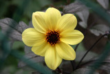 Yellow Dahlia