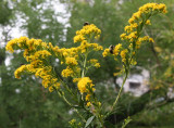 Bees on Goldenrod