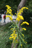 Goldenrod