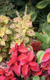 Coleus