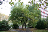 Garden View - Dogwood & Willow Trees