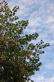 Hawthorne Tree Foliage & Berries