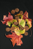 Fall Foliage Arrangement - Gum Tree Seed Balls, Maple & Ginkgo Foliage