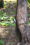 Downy or Hairy Woodpecker