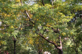 Locust Tree Foliage