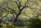 Crab Apple Trees