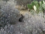 Gilbert Riparian Area Feb 9th