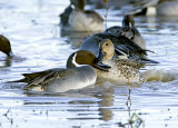 Northern Pintail Love
