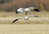Snow Geese Coming In
