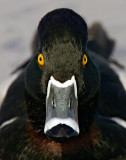 Ringed-neck Duck