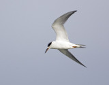 Forsters Tern - Immature