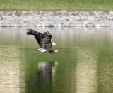 Bald Eagle Stretch