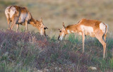 Late Afternoon Grazing