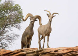 Desert Bighorn Sheep