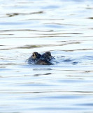 Gator In The Lake