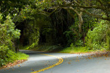 Old Pali Highway Tree Tunnel