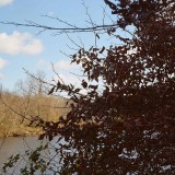 Stony Brook Creek from the edge of Avalon