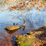 Beckoning Log