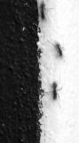 Ant highway