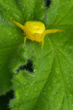 Yellow crab spider waiting in rain