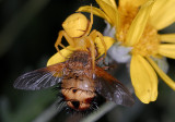 Yellow crab spider with tachinid fly