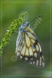 Belenois aurota, Pieridae