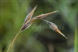 Blackseed grass, Poaceae
